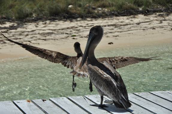Pelicano alça vôo em Half Moon Caye, perto do Blue Hole, na grande barreira de corais, em Belize